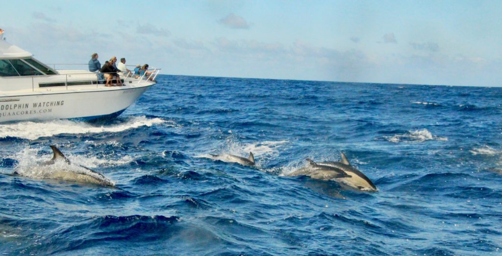 whale watching off Pico, common dolphins