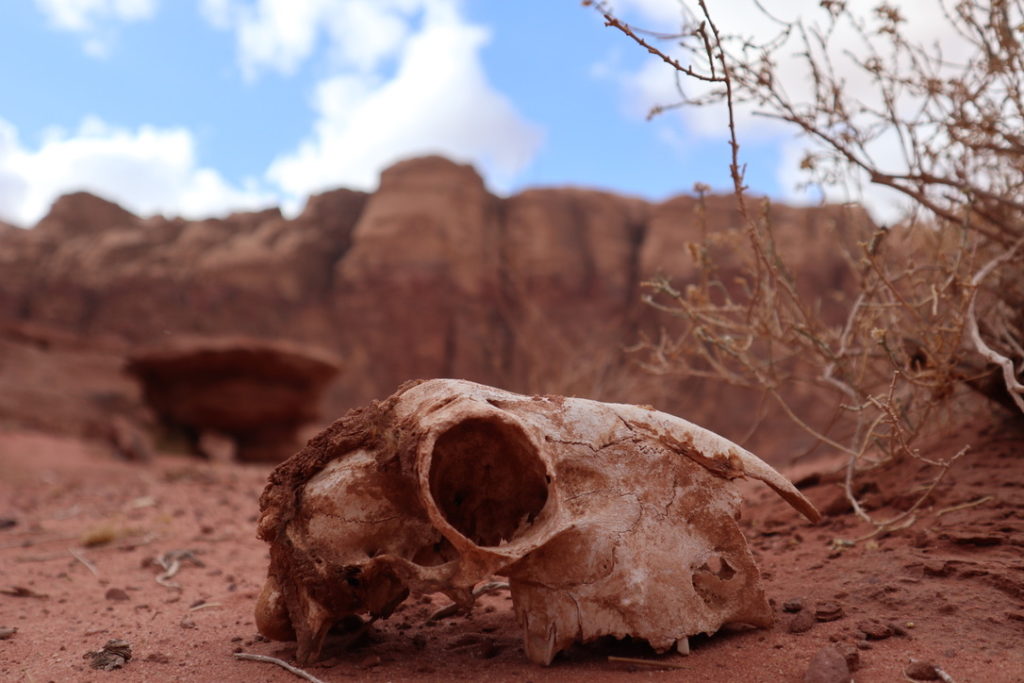 My rest day was a desert wander where not even the sand could hide garbage, evidence of Bedouin bush parties and animal carcasses