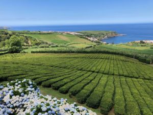 Tea plantation, Sao Miguel